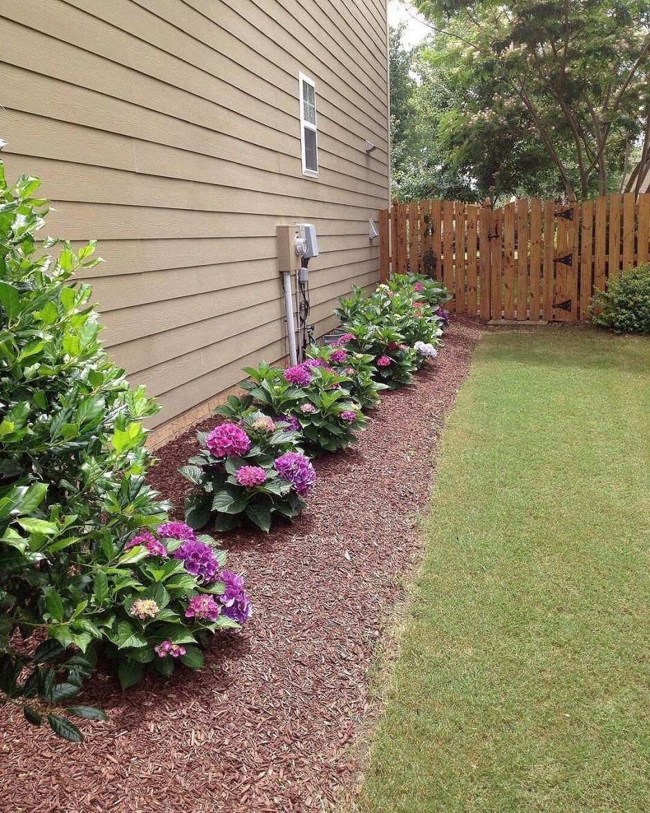 Мульчирование гортензии метельчатой