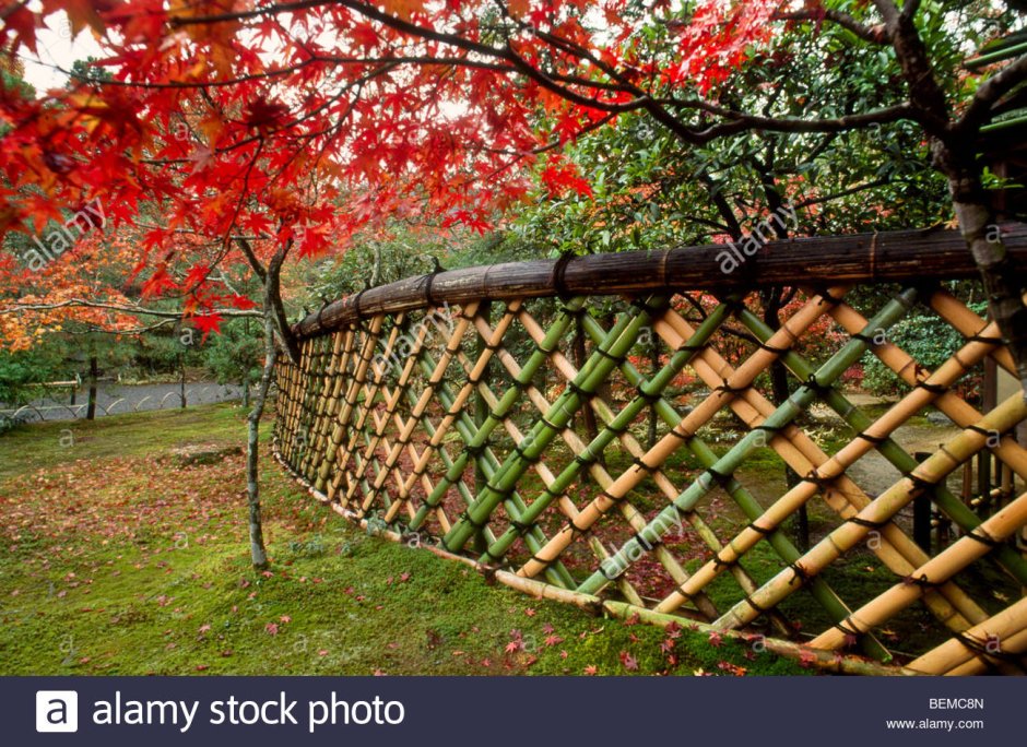 Ивовая изгородь Китай