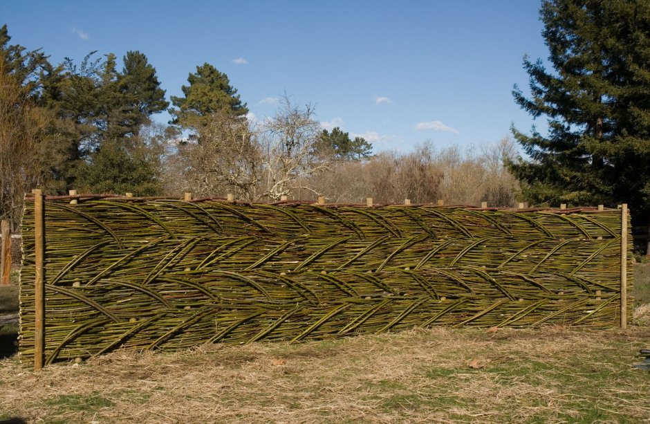 Китайская Ивовая изгородь