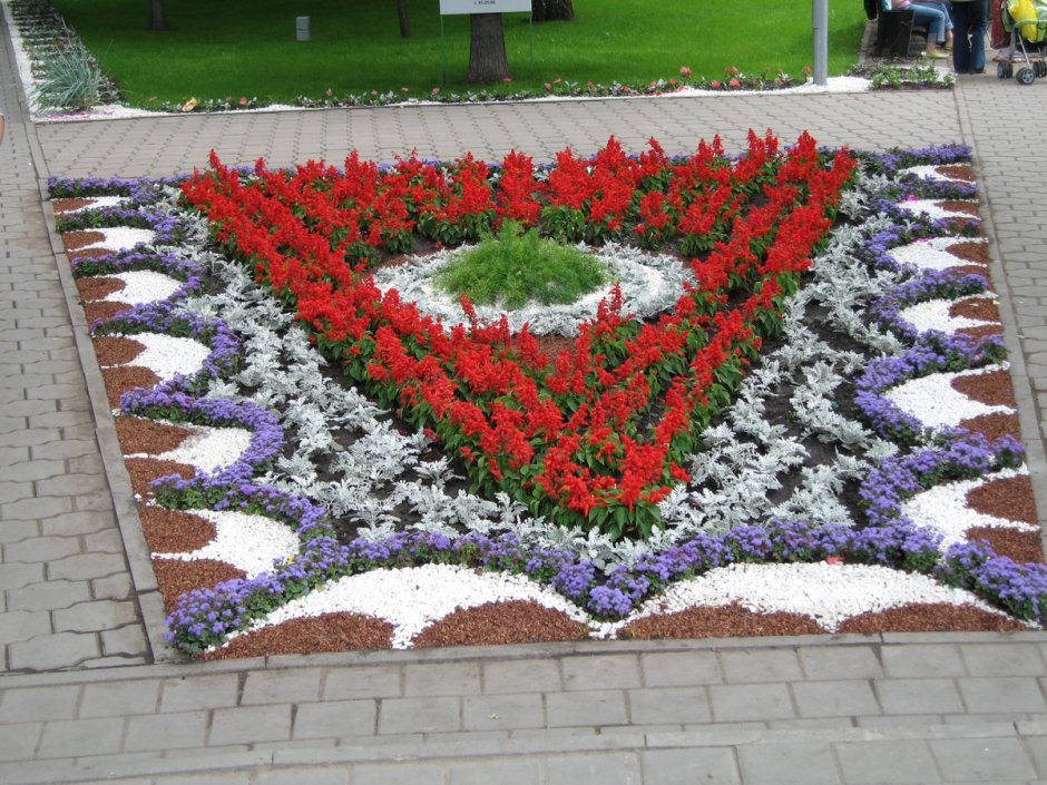 Рабатка аллисума