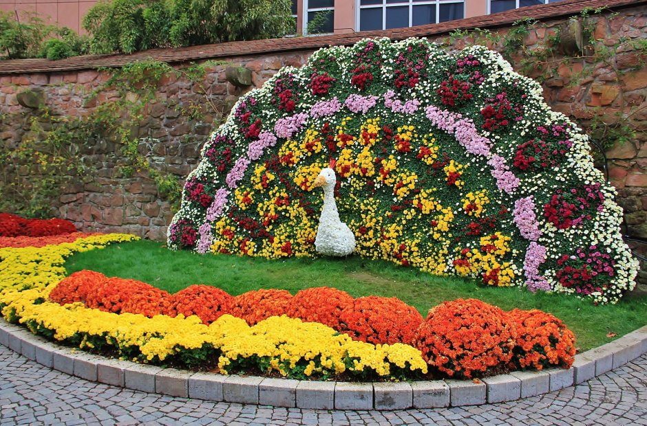 Моноклумба петуния