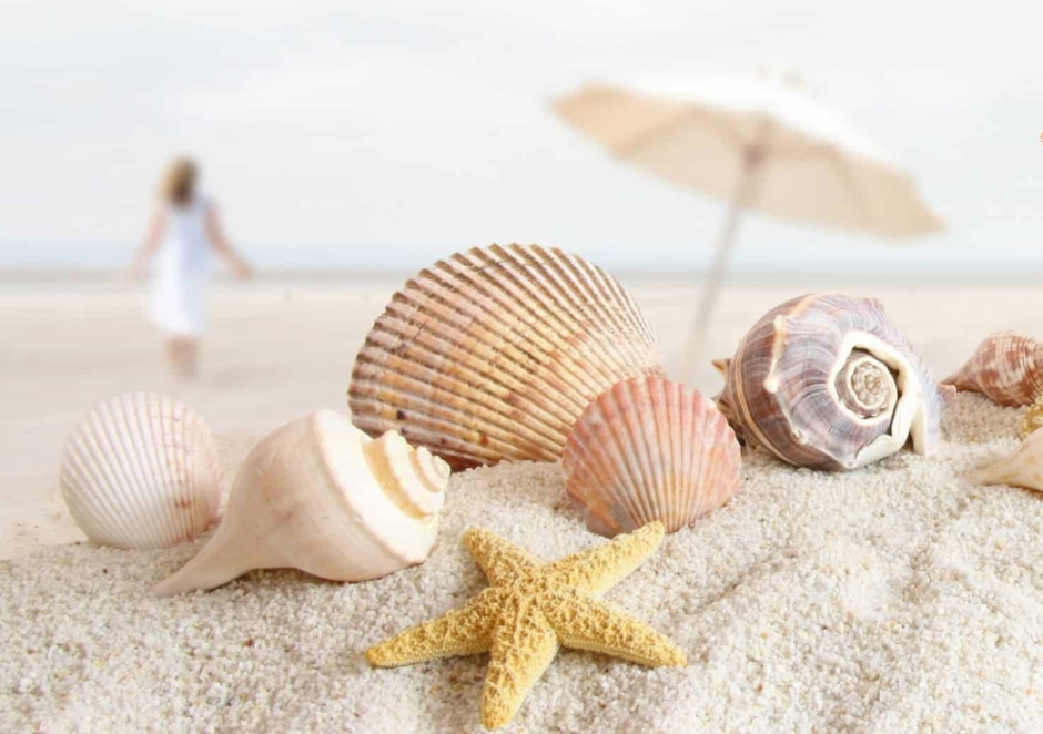 Большие красивые ракушки