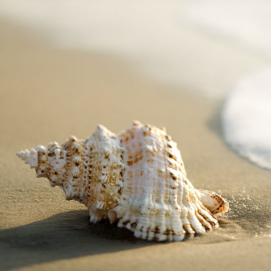 Ракушки из моря