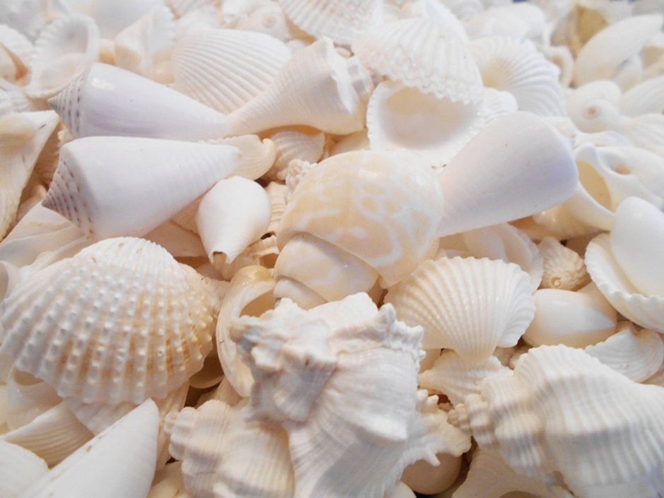 Ракушка в Анапе памятник