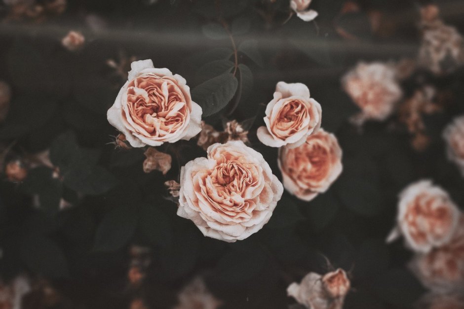 Розы тумблер