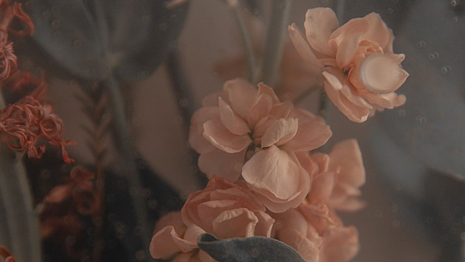 Красивые цветы Эстетика