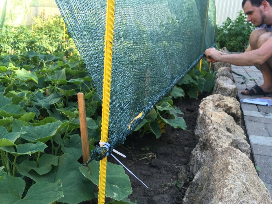 Затеняющая сетка для огурцов