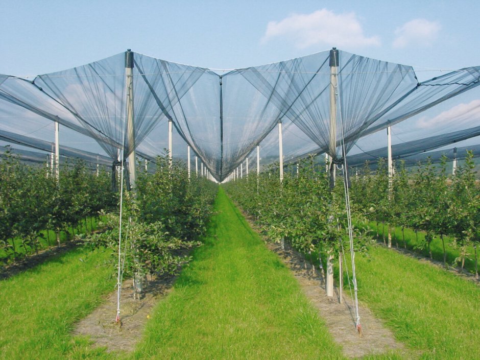 Антиградовая сетка