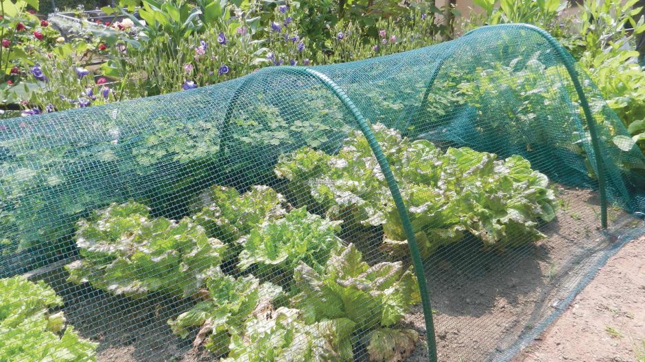 Сетка Садовая от птиц