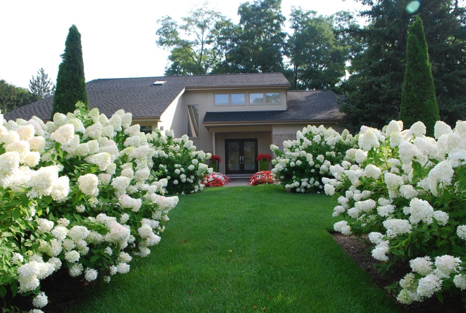 Полярный медведь гортензия метельчатая Живая изгородь