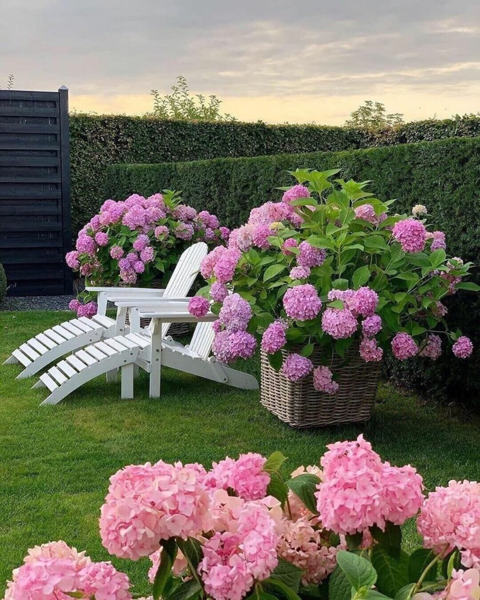 Клумбы с Крупнолистными гортензиями