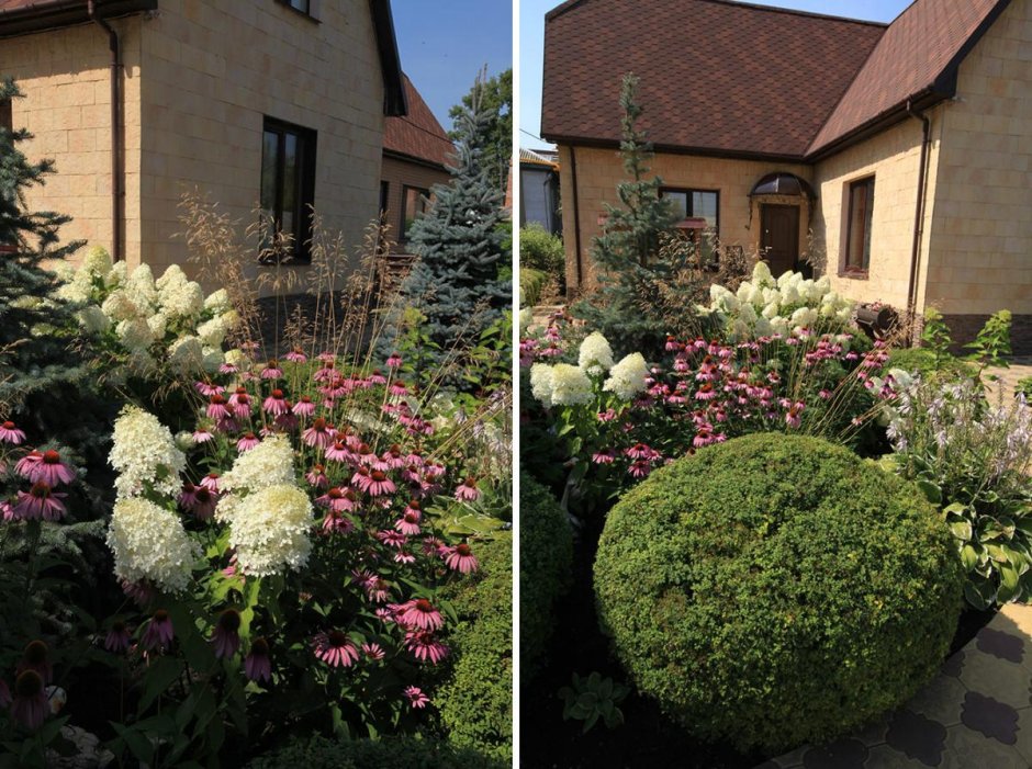 Гортензия и Вейник