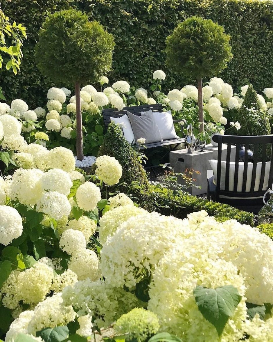 Гортензия древовидная Annabelle