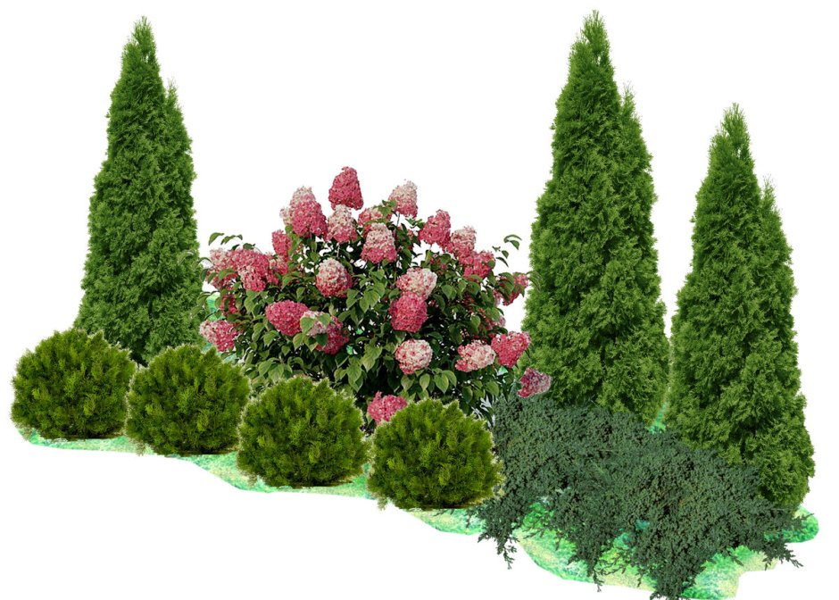 Туя Смарагд и Даника