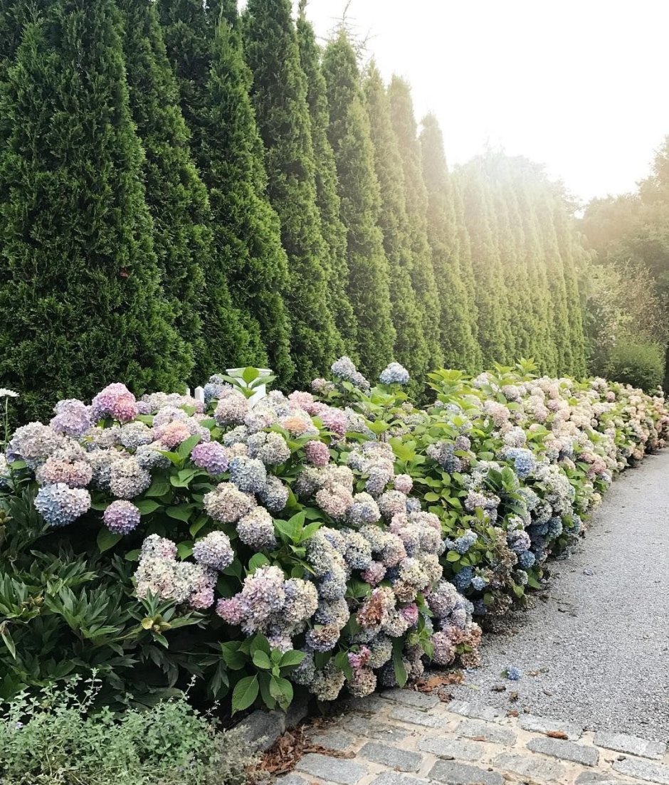 Гортензия метельчатая Живая изгородь