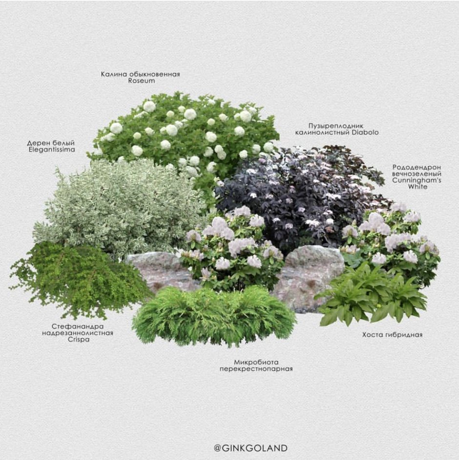 Клумба с пузыреплодником и гортензией