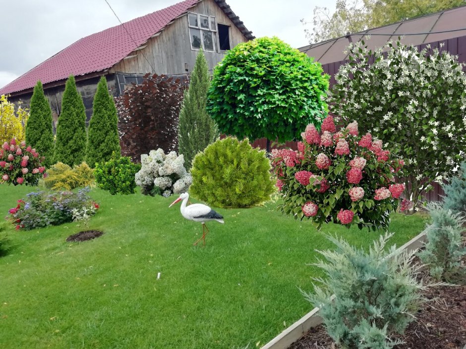 Туя Смарагд с гортензией