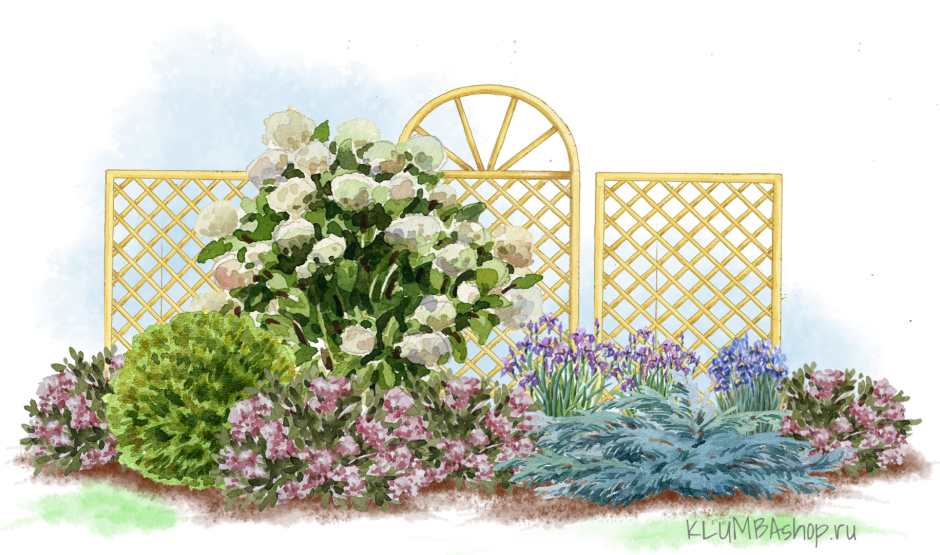 Круглая клумба с гортензией