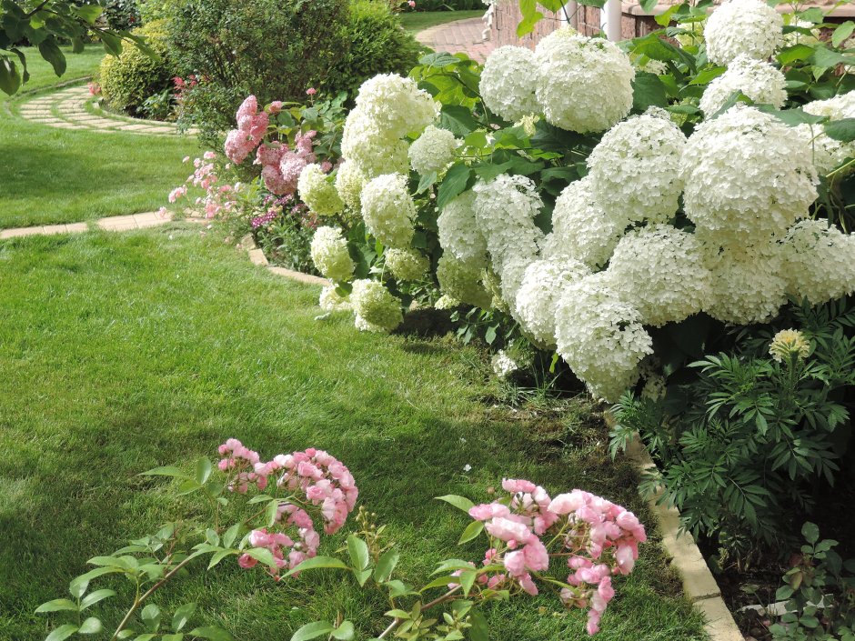 Гортензия Анабель Фрайз