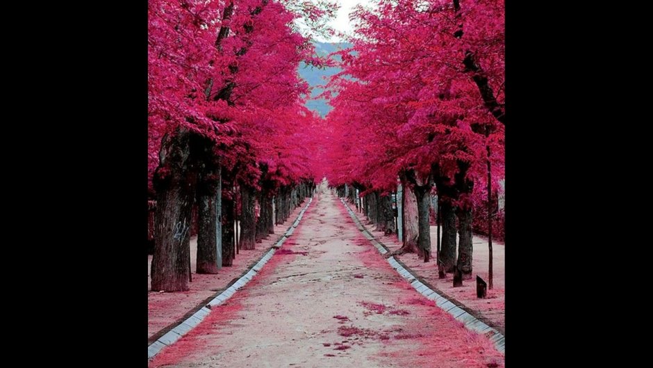 Цветовая гамма Японии