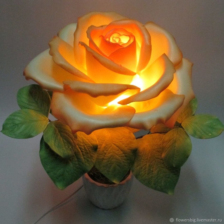 Ночник цветок