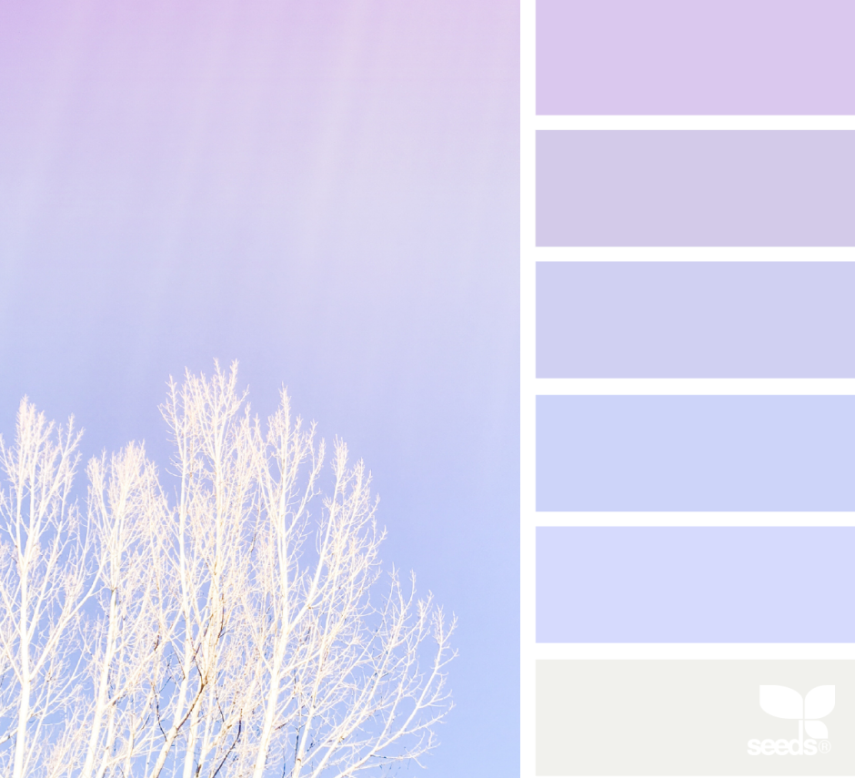 Холодный лавандовый цвет