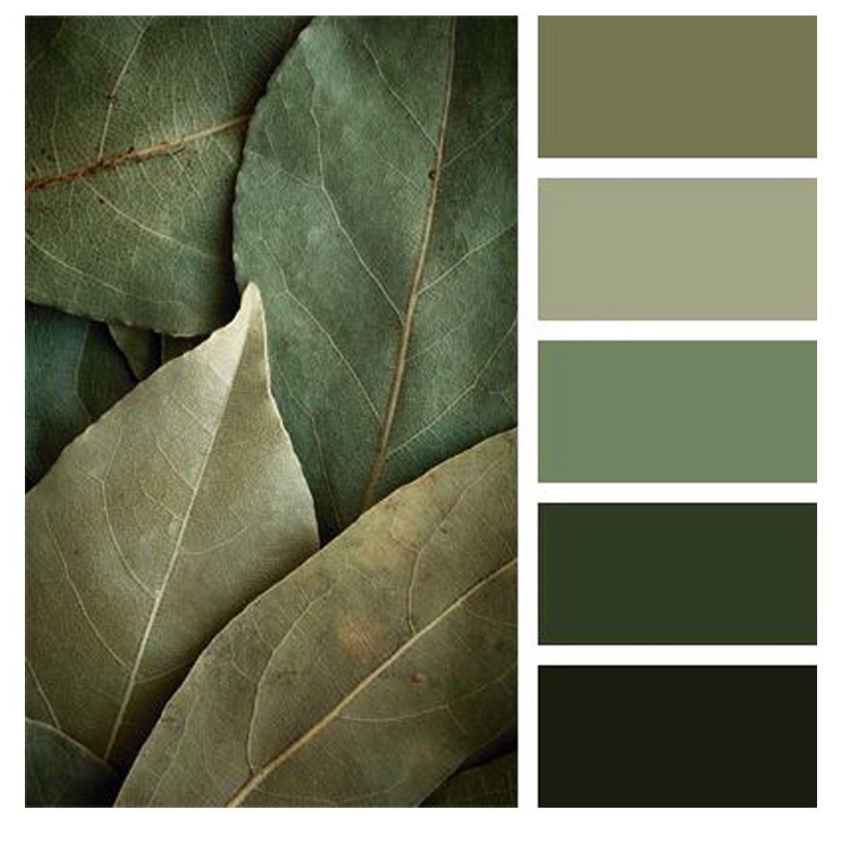 Olive Green цвет