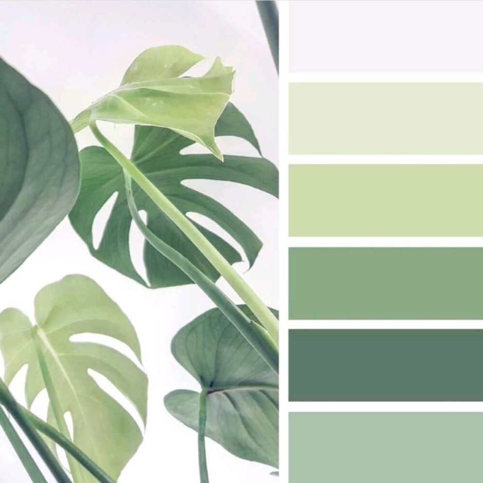 Палитра сочетания цветов зеленый