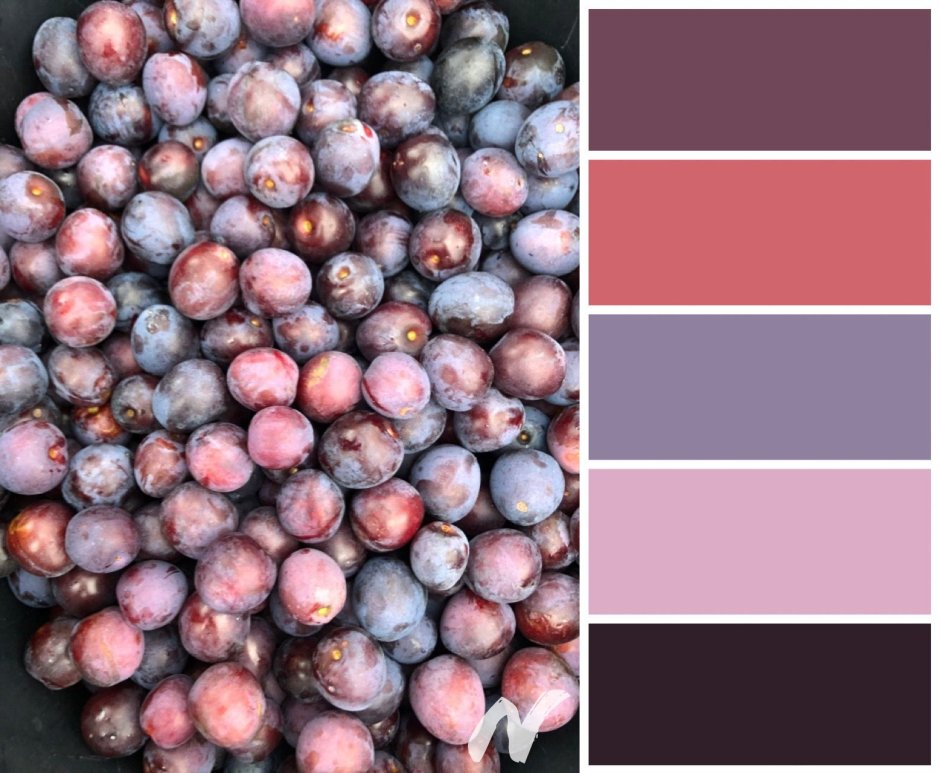 Палитры сочетания цветов сливы