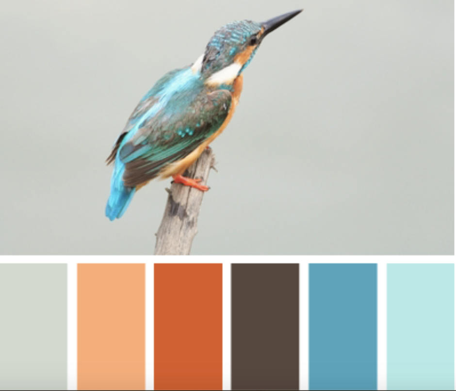 Color Palette Зимородок