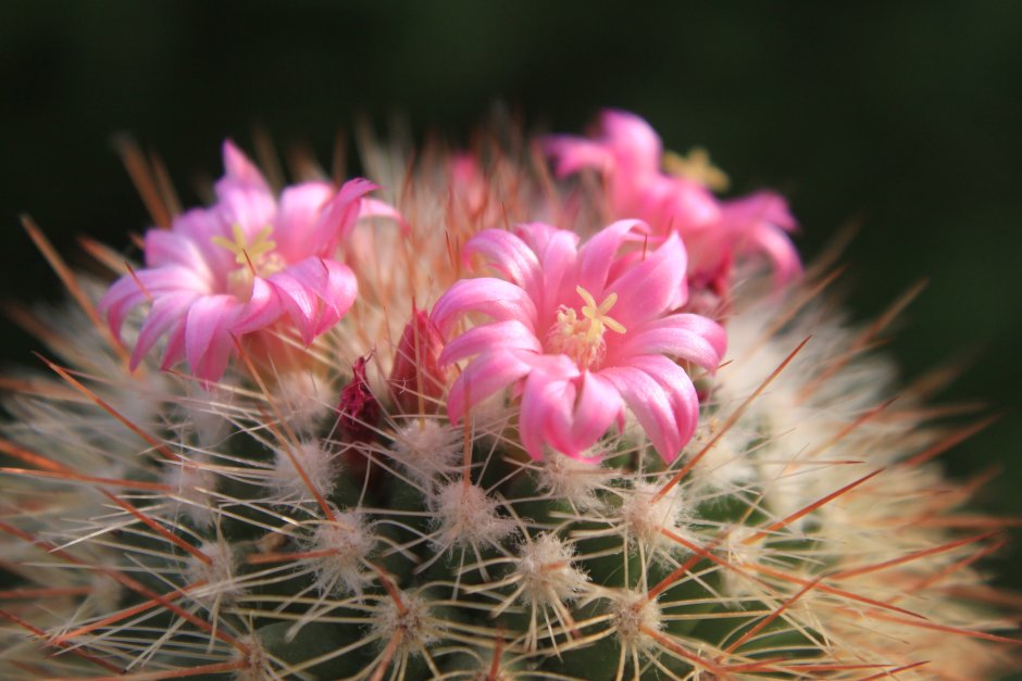 Цветущий Кактус розовый цветок