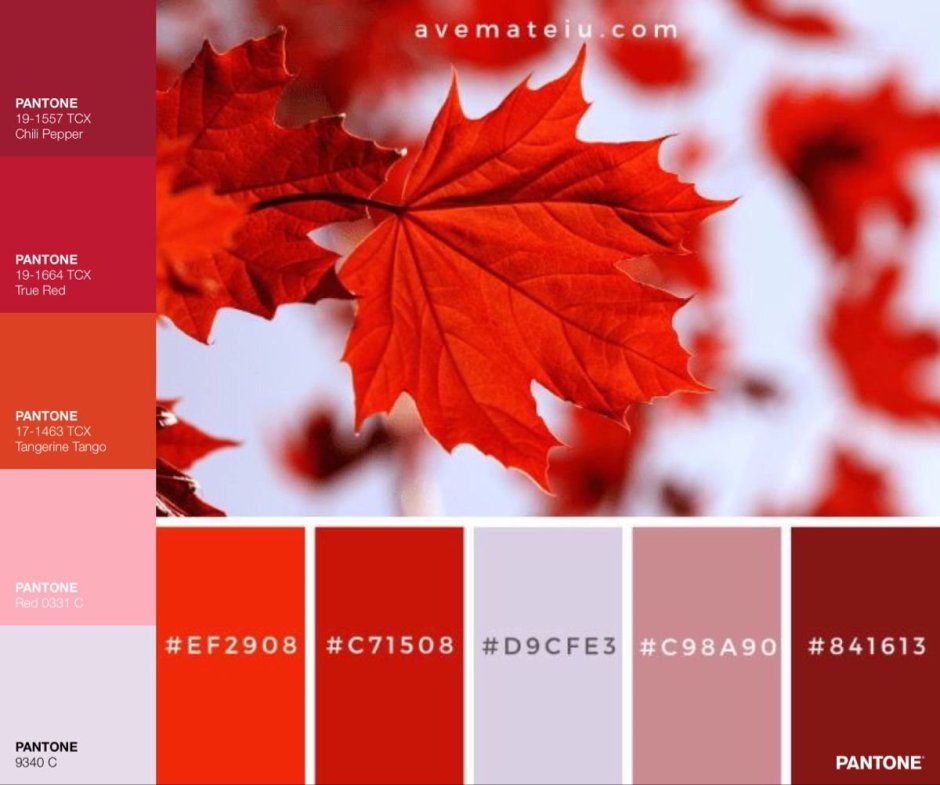 Сочетание цветов осень