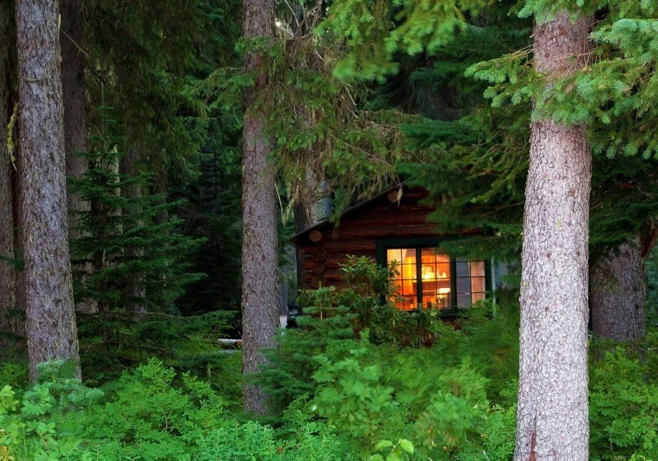 Домик в хвойном лесу