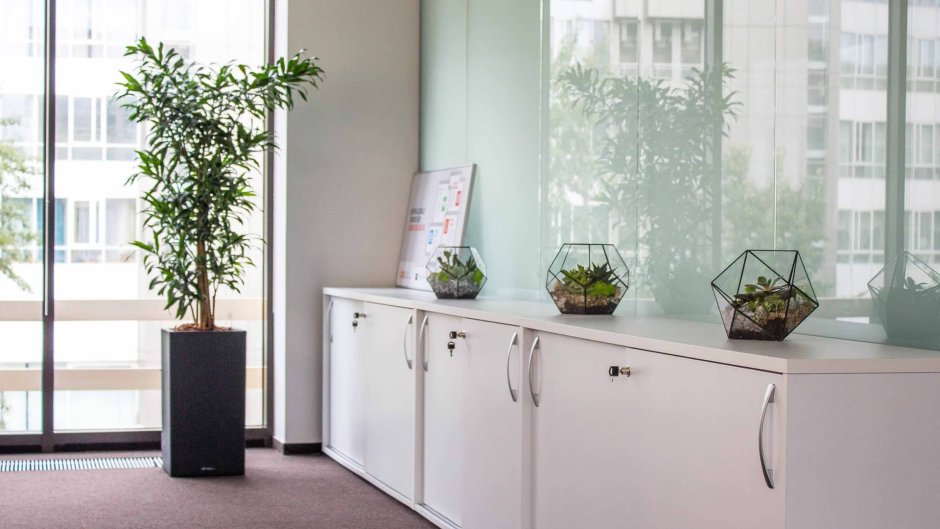 Настенные растения в интерьере