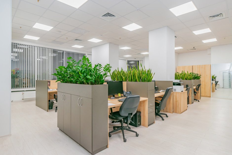 Комнатные растения для офиса