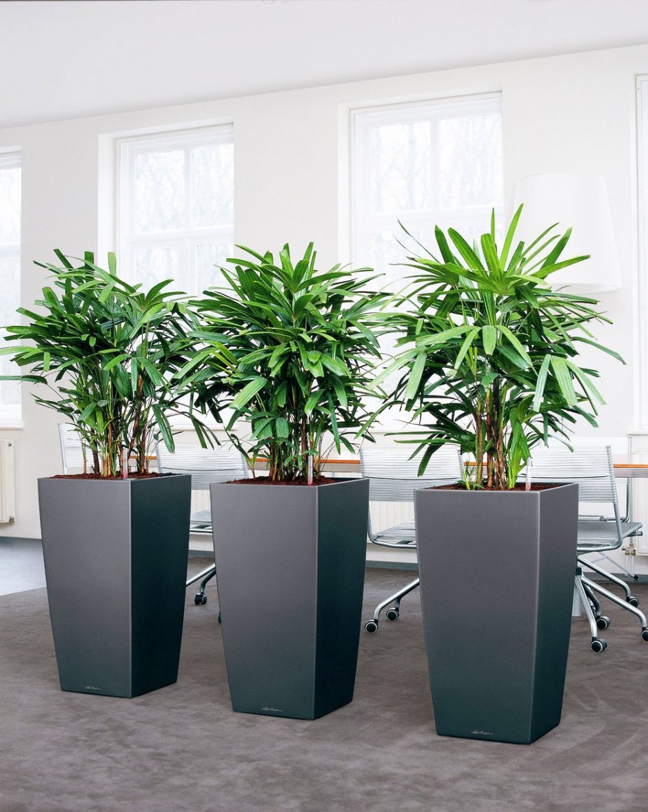 Горшки Лечуза