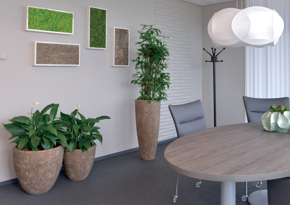 Озеленение офиса готовые решения