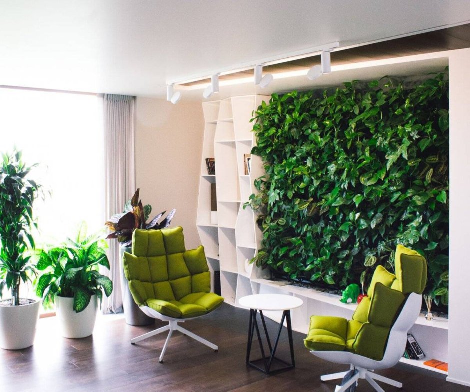 Фитостена самшит