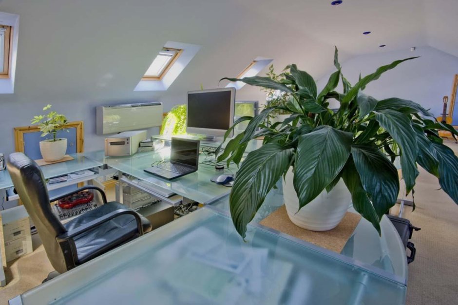 Комнатные цветы в кабинете