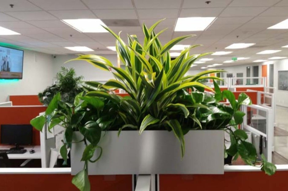 Озеленение офисов композиции