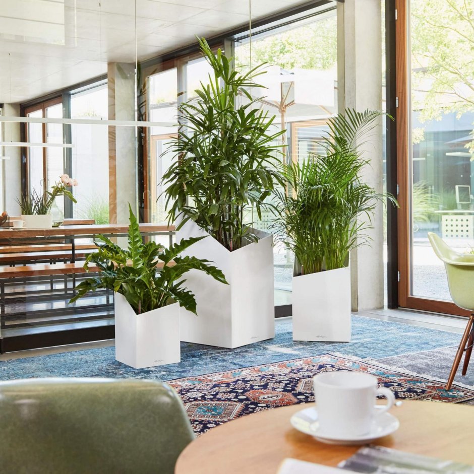 Цветы для офиса без окон