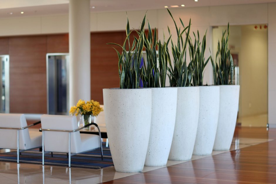 Офисные горшки для цветов