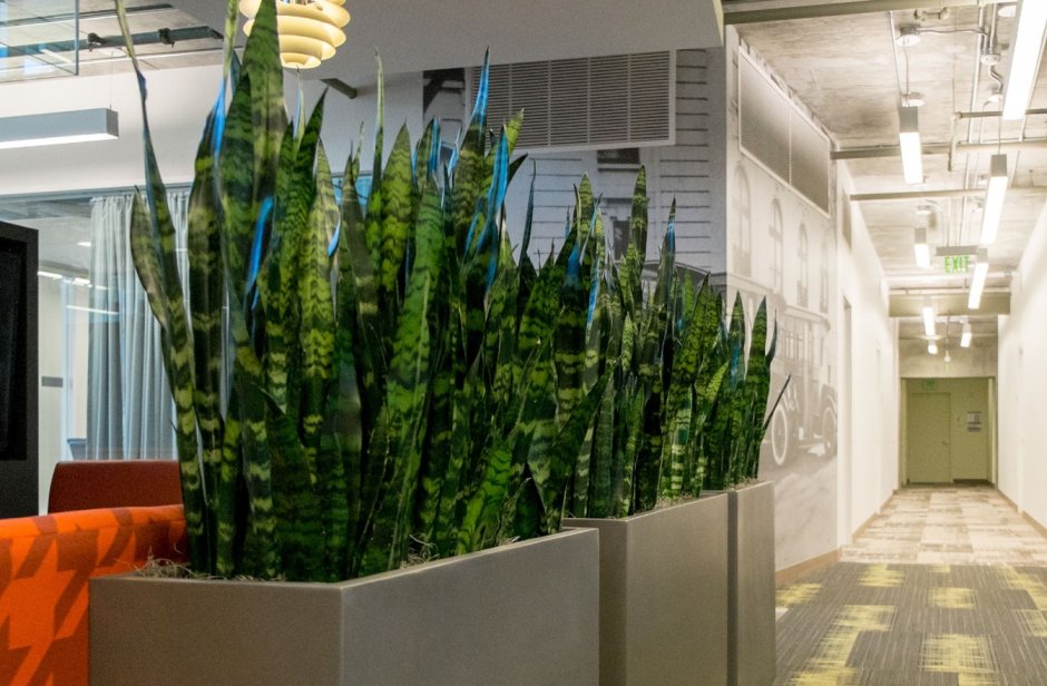 Сансевьера фитодизайн