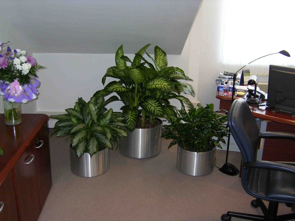 Цветы Кротон,монстера,хлорофитум,Диффенбахия