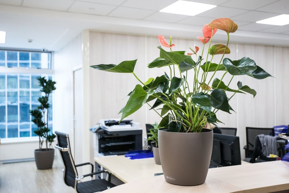 Офисные цветы названия