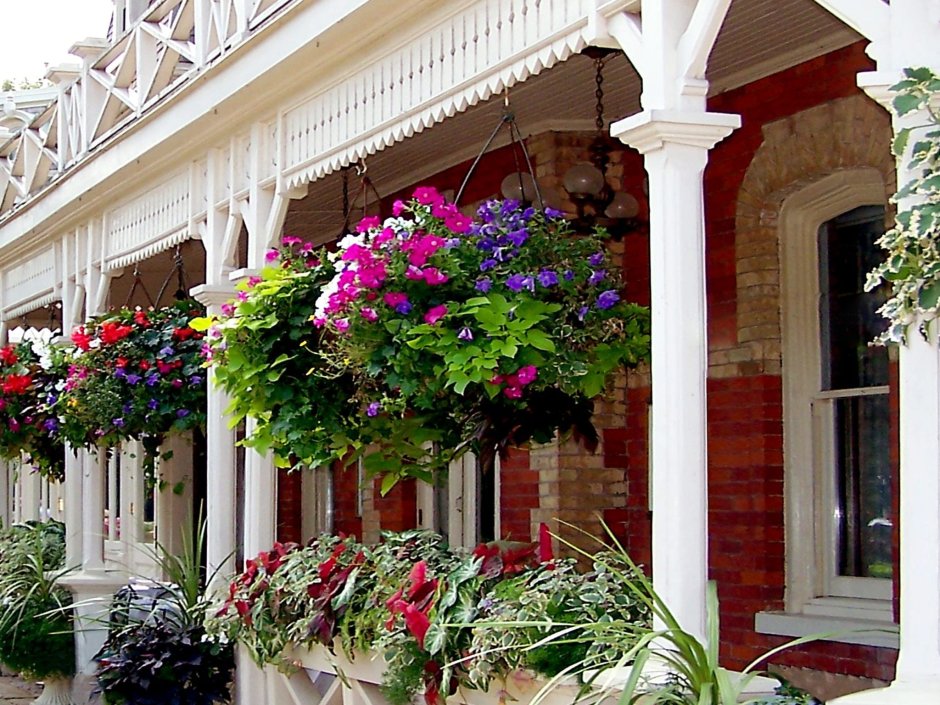 Цветы для летней веранды