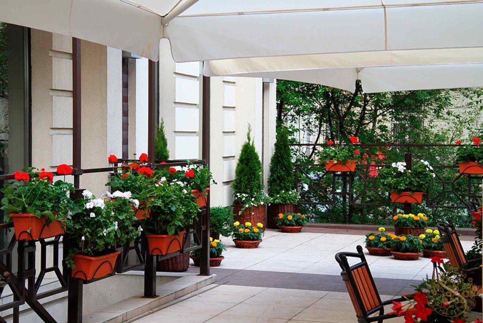 Озеленение летних веранд