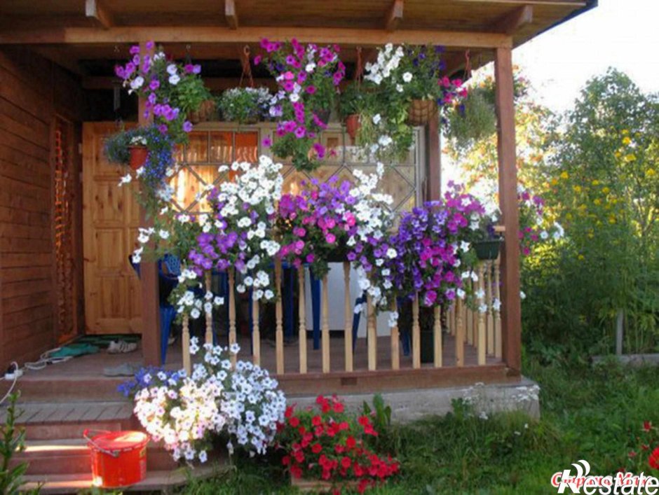 Петуния ампельная на даче