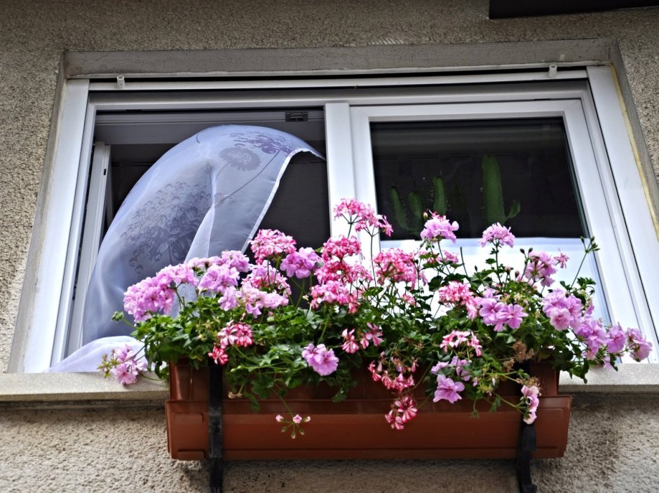 Цветы на окнах снаружи