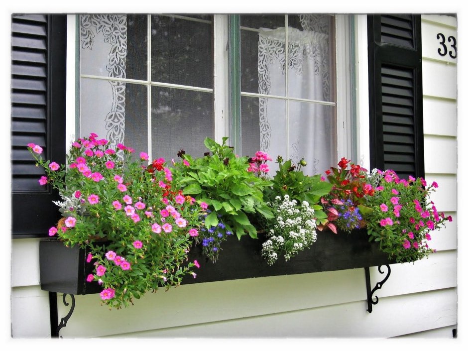 Цветы на уличном подоконнике